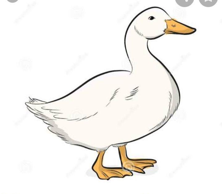 Mollar Duck