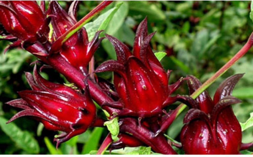 Hibiscus dried Blossom Organic