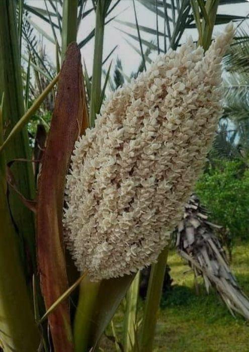 Palm Pollen