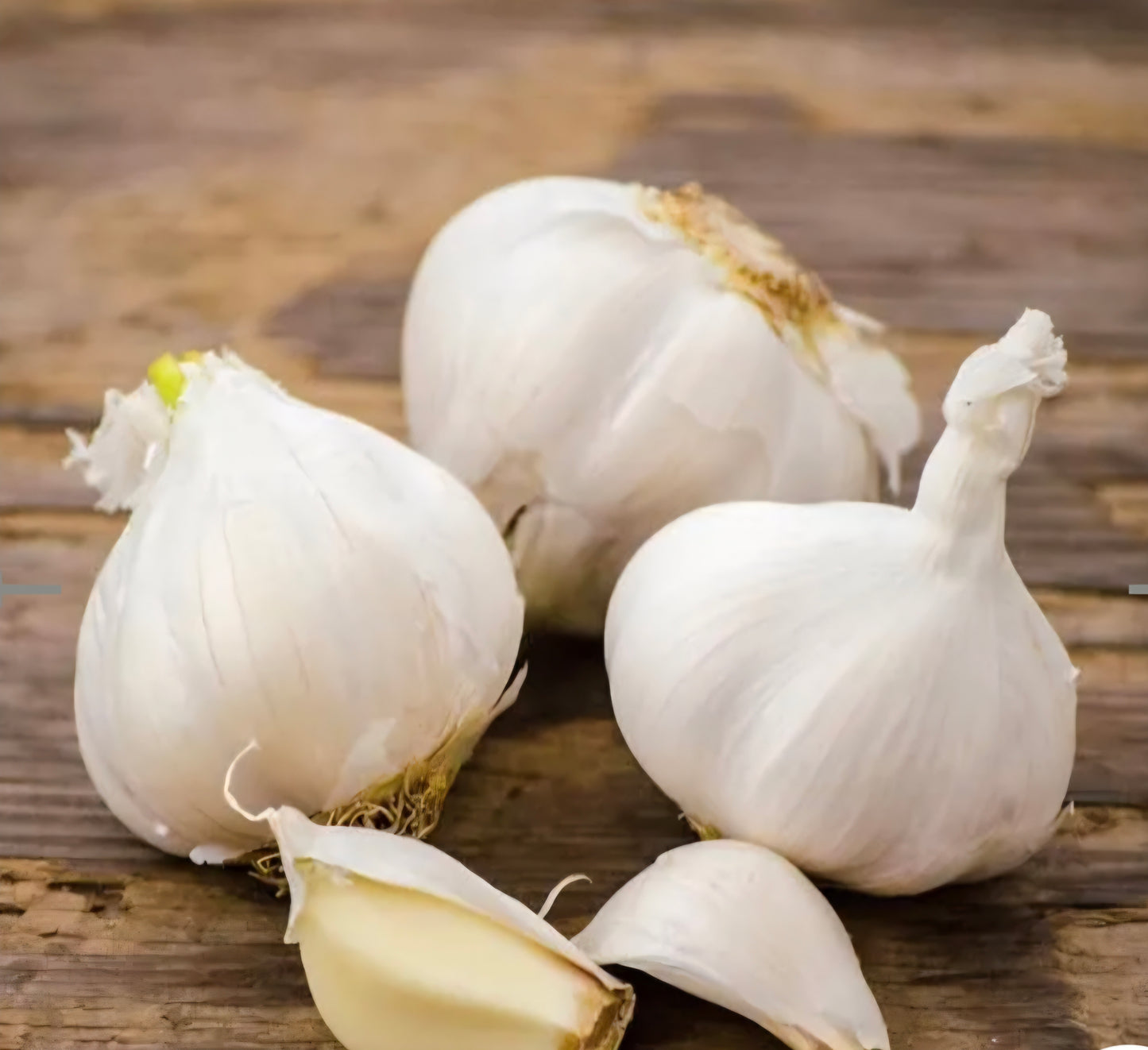 ثوم عضوى مقشور  Peeled Organic Garlic